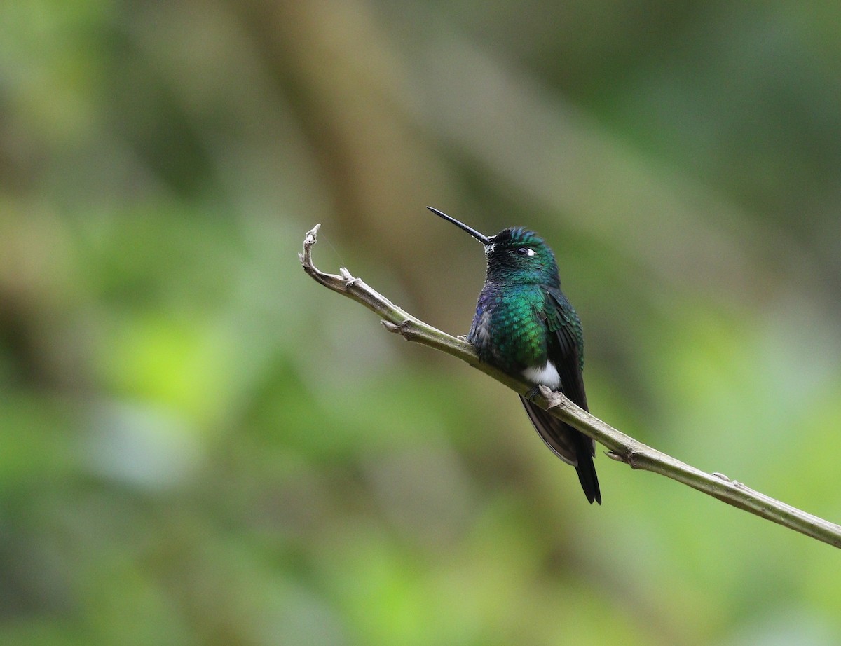 Blue-capped Puffleg - ML370158721