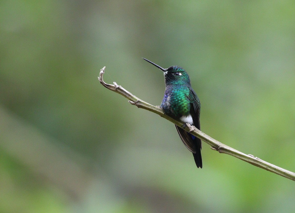 Blue-capped Puffleg - ML370158731