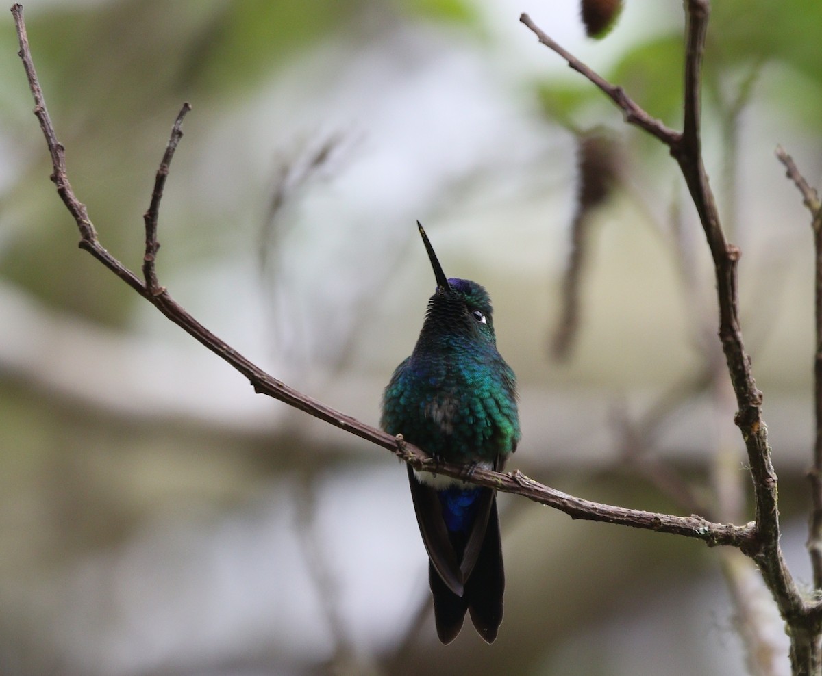 Blue-capped Puffleg - Richard Greenhalgh