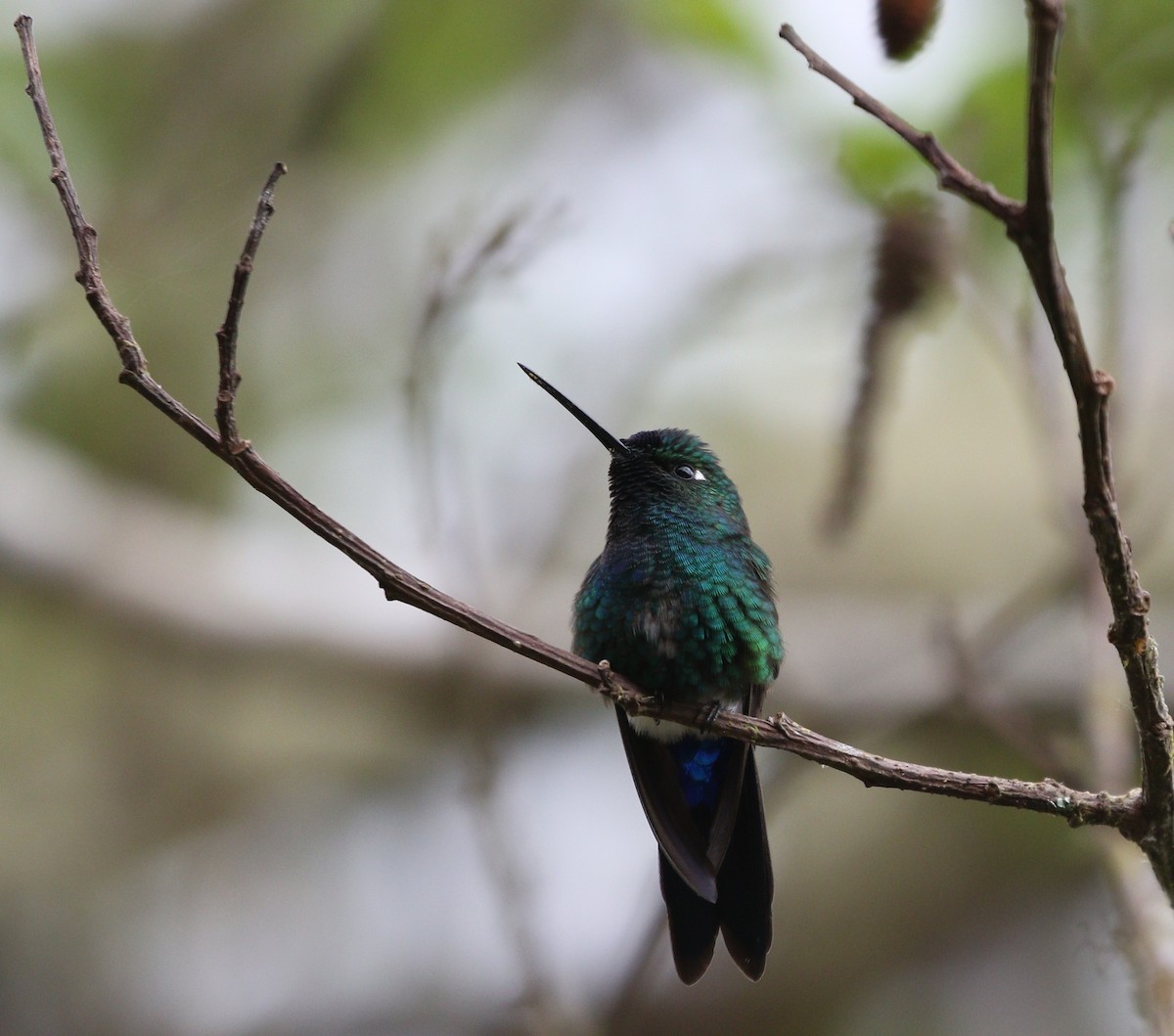 Blue-capped Puffleg - ML370159061