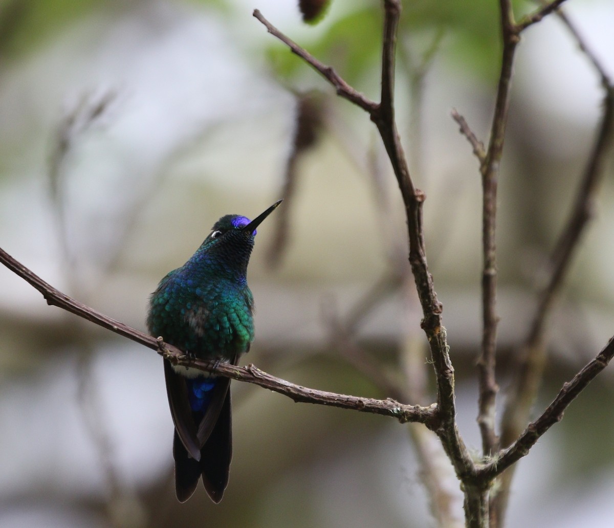 Blue-capped Puffleg - Richard Greenhalgh