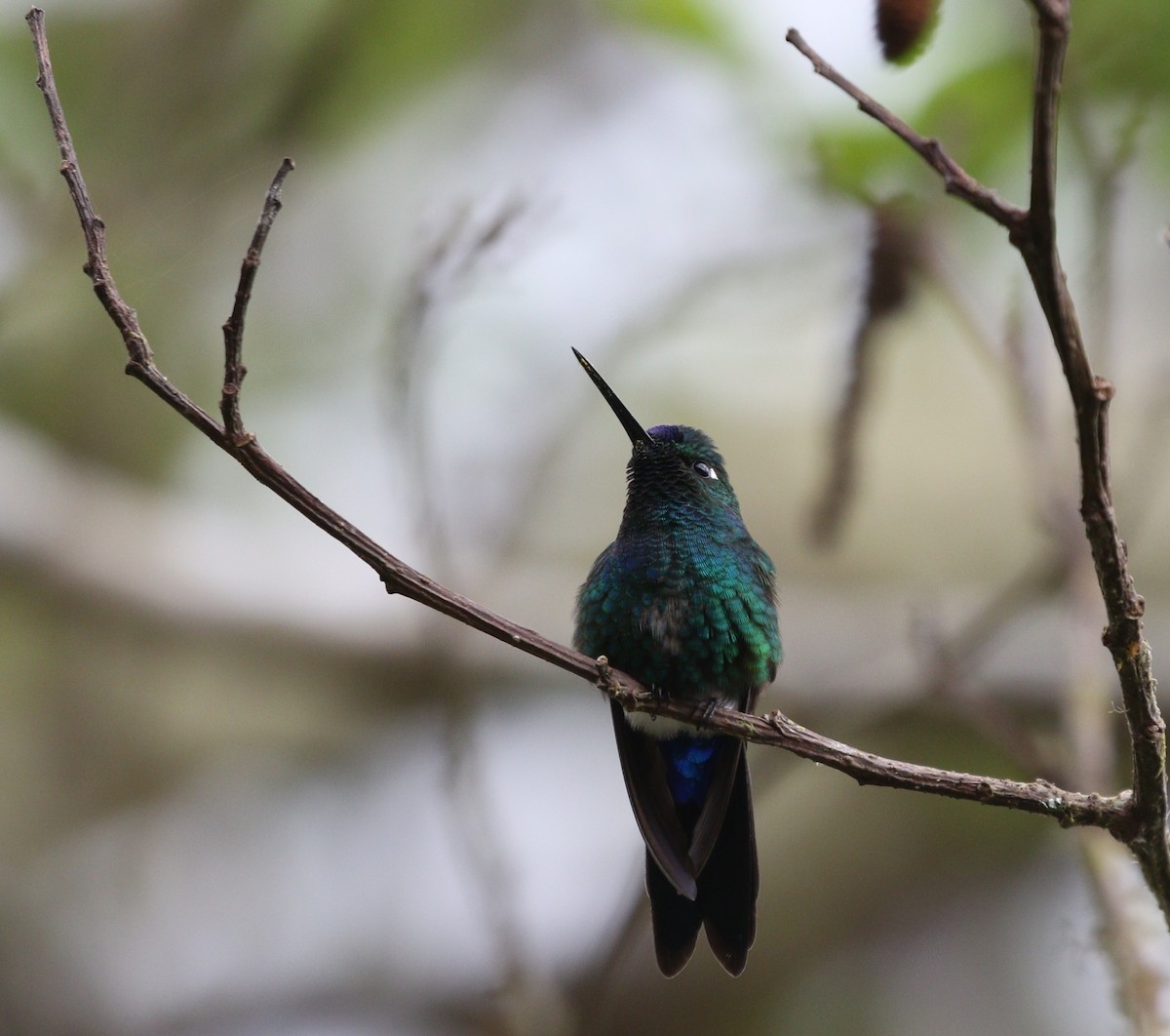 Blue-capped Puffleg - ML370159121