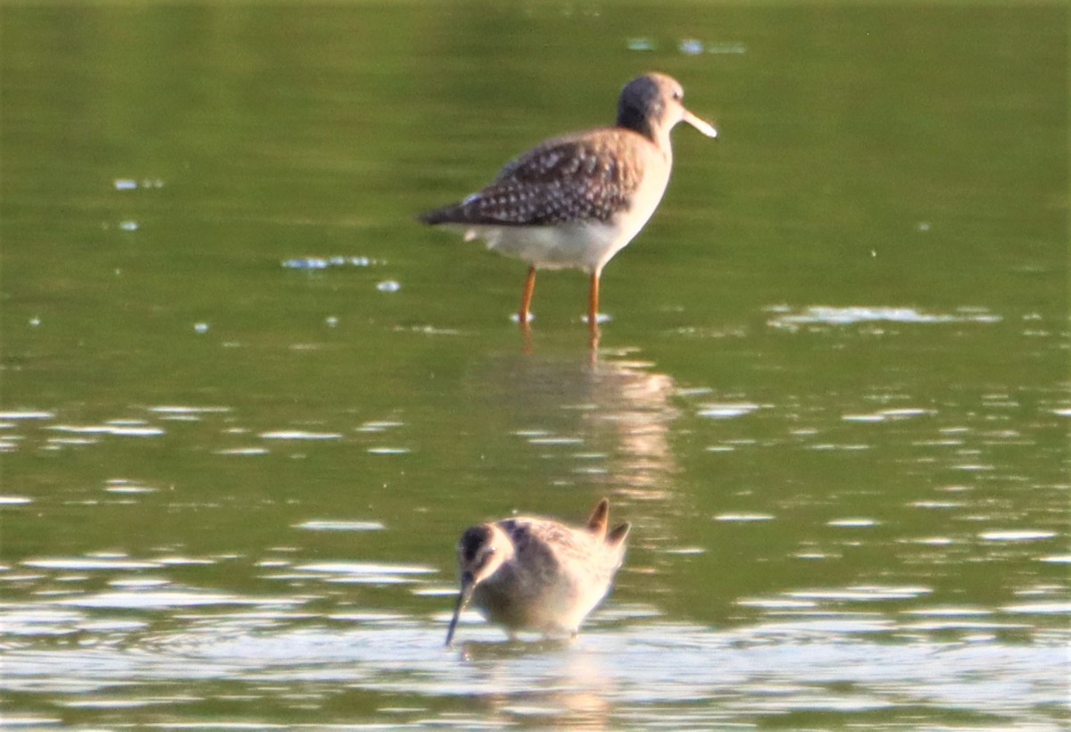 Stilt Sandpiper - ML370161061