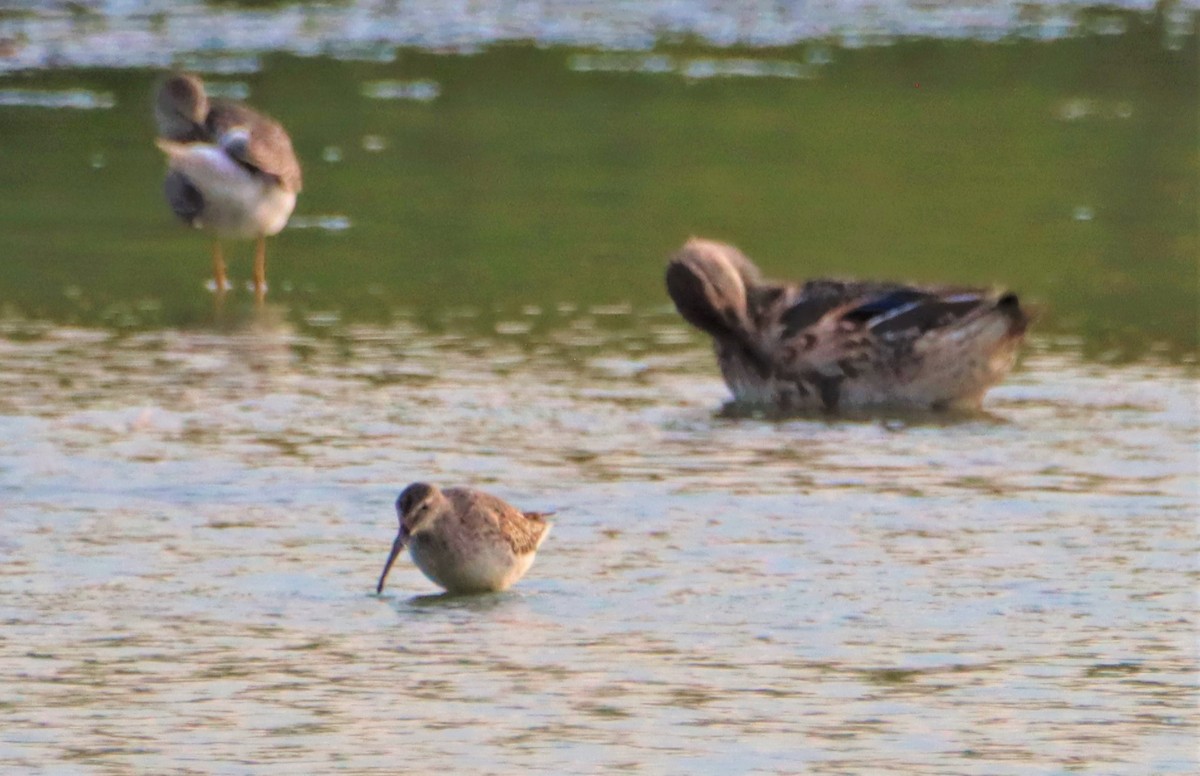 Stilt Sandpiper - ML370161071