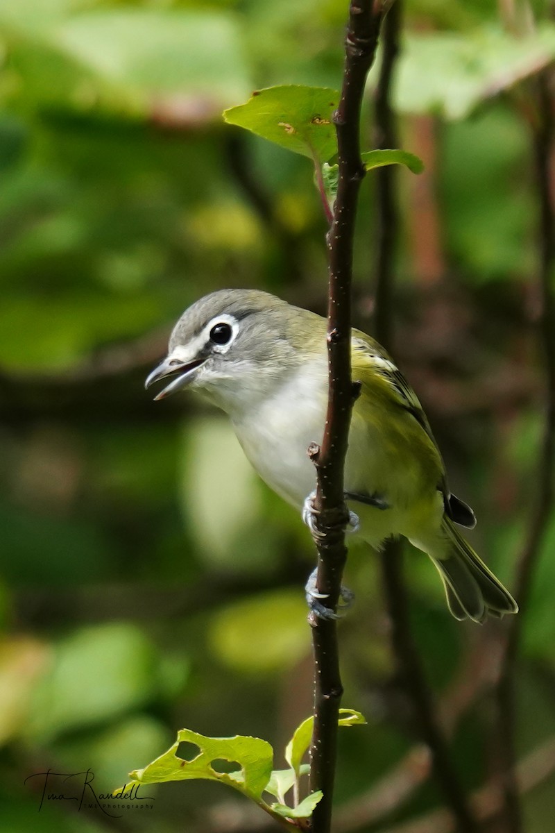 Blue-headed Vireo - ML370163481