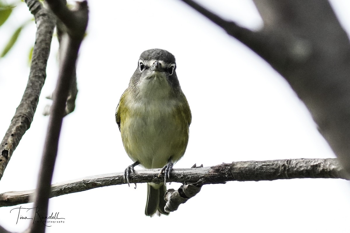 Blue-headed Vireo - ML370163491