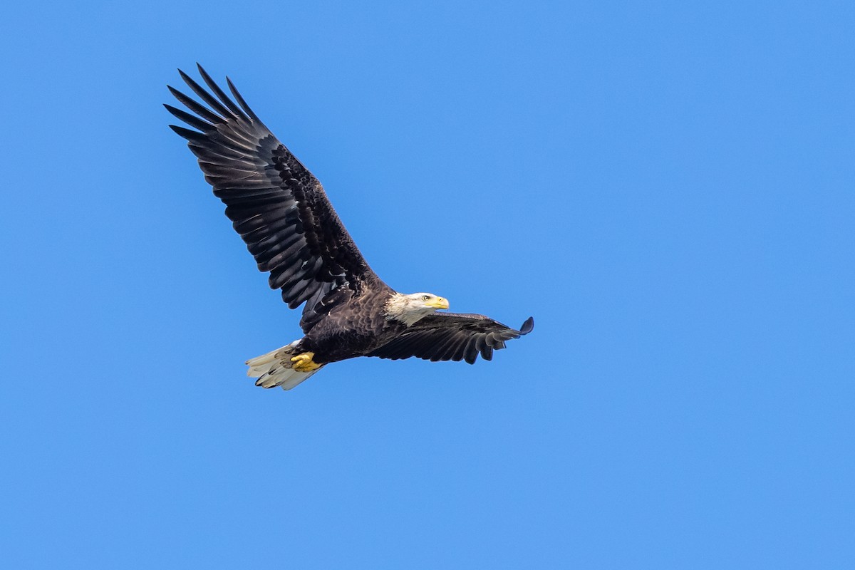 Bald Eagle - Brad Imhoff