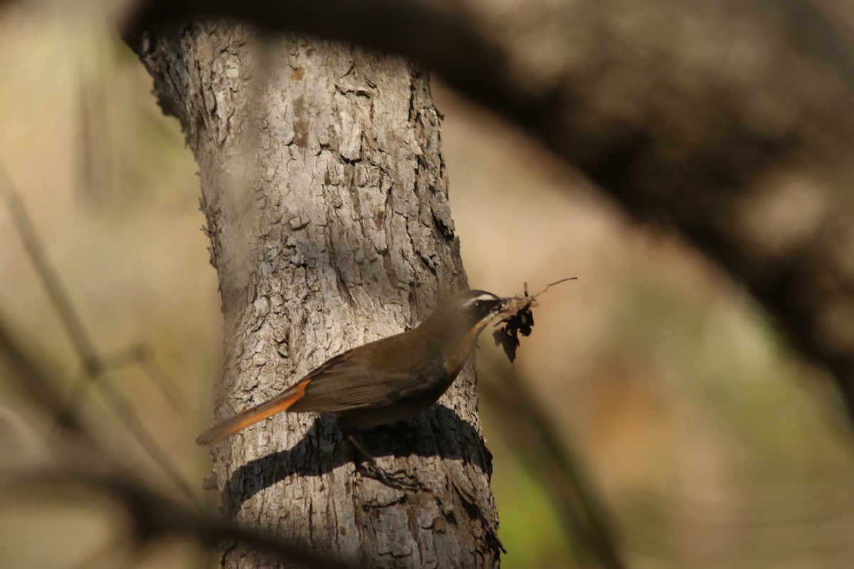 Cape Robin-Chat - ML370165451