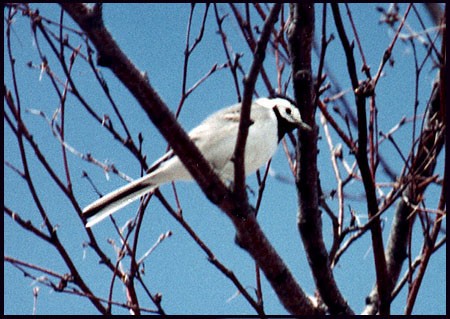 Хөх цэгцгий - ML370167941