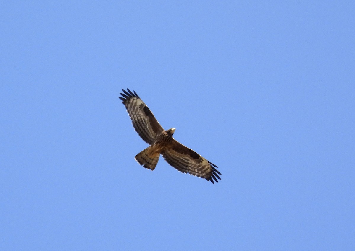 European Honey-buzzard - ML370169091