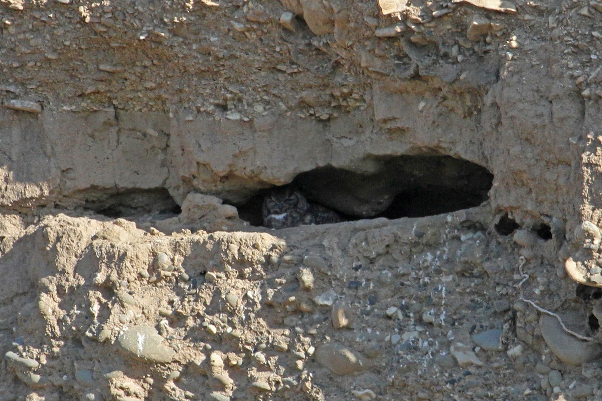 Great Horned Owl - ML37016911