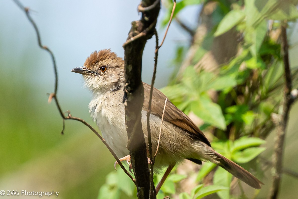 Trilling Cisticola - Will Wilson