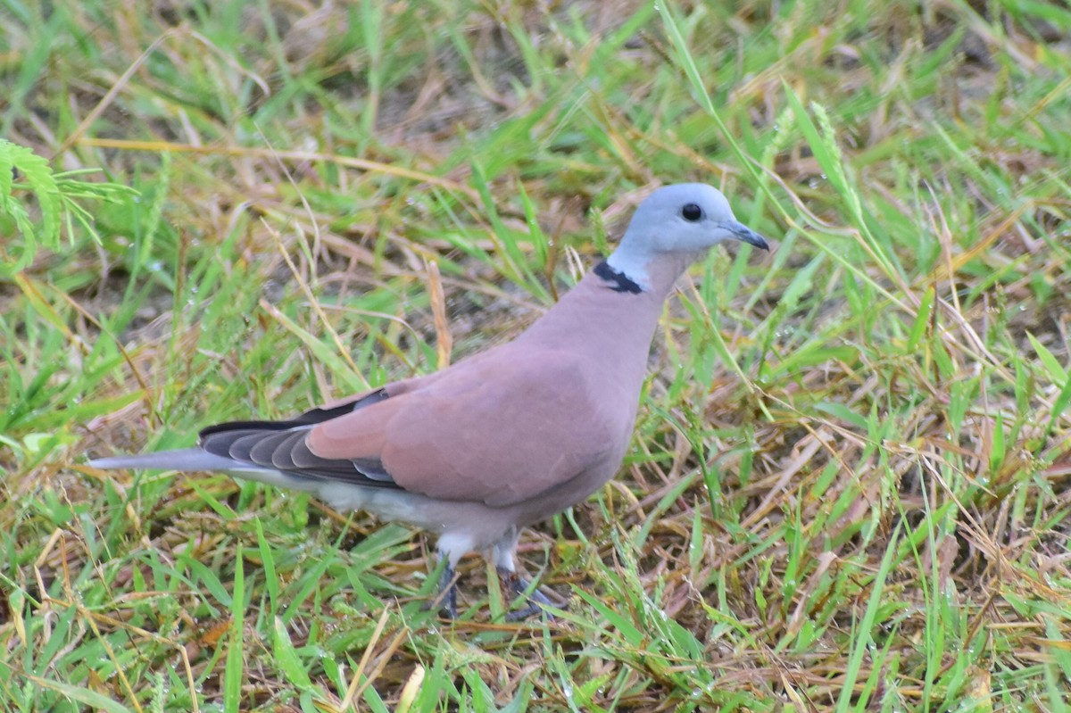 Red Collared-Dove - ML370170261