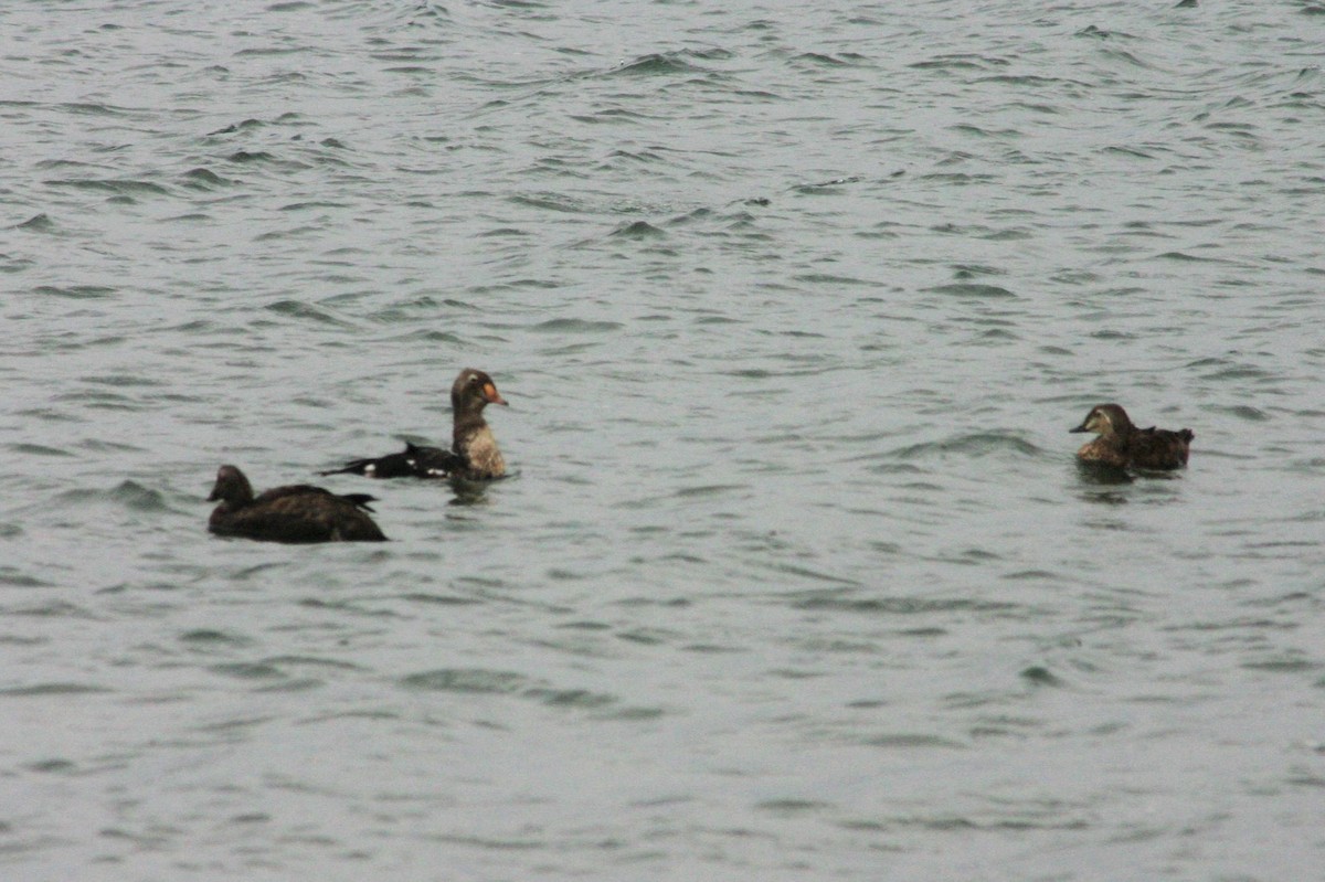 Common Eider - Rex Stanford