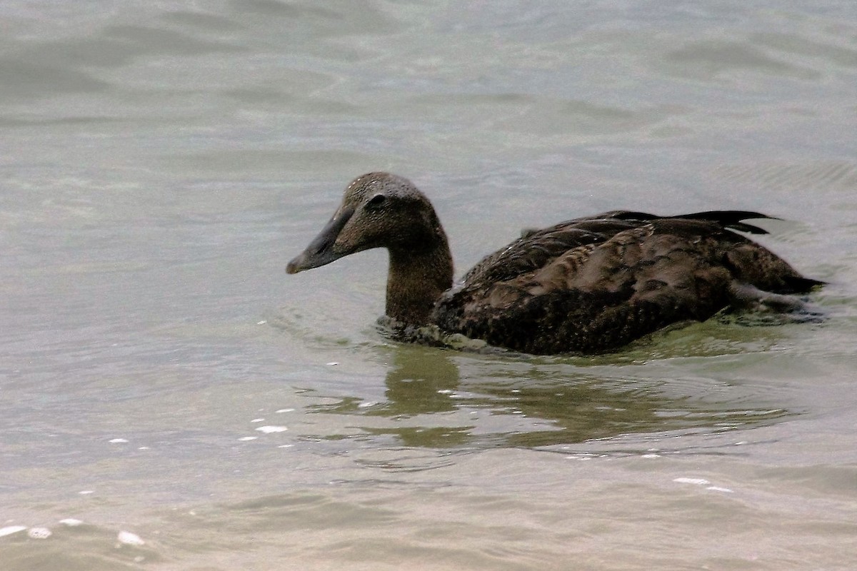 Common Eider - Rex Stanford