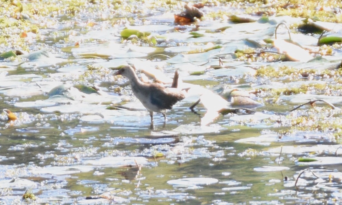 Purple Gallinule - ML37017101