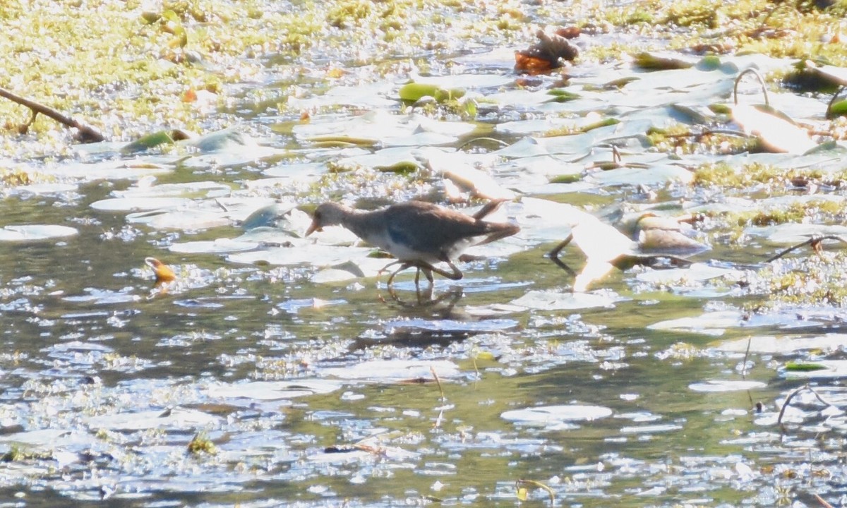 Purple Gallinule - ML37017111