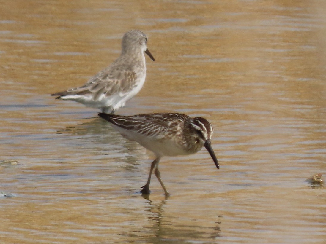 Bécasseau falcinelle - ML370172431