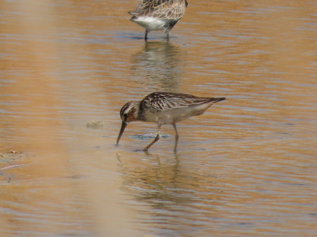 Bécasseau falcinelle - ML370172441