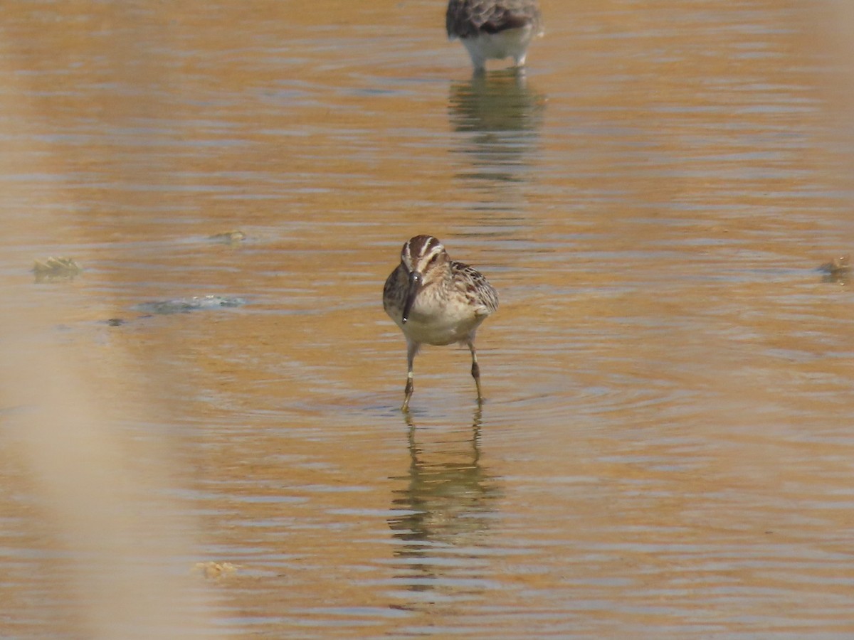 Broad-billed Sandpiper - ML370172451