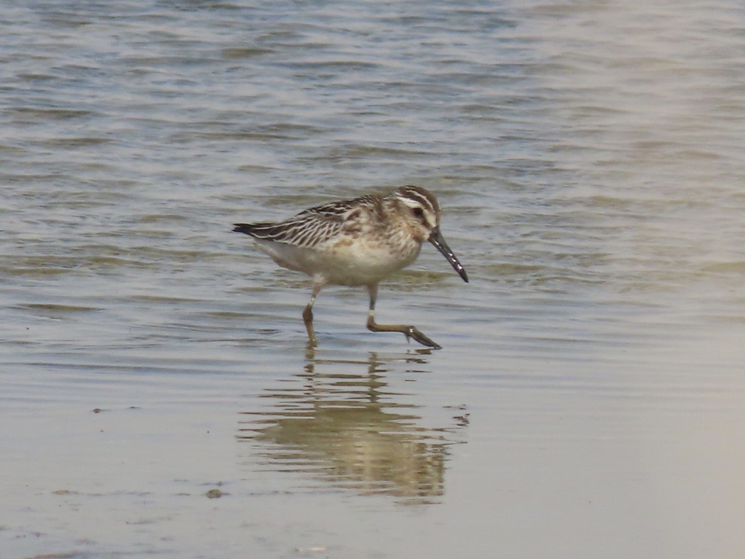 Broad-billed Sandpiper - ML370172461