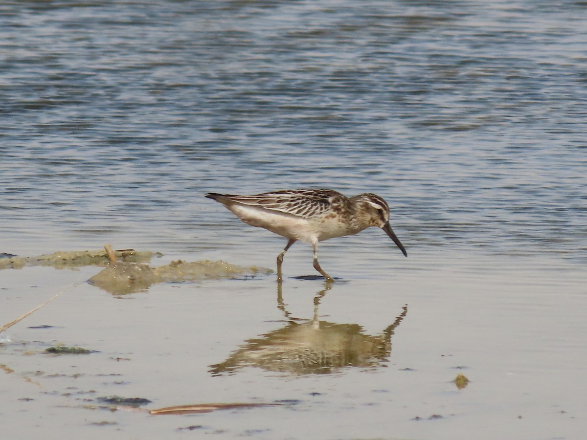 Broad-billed Sandpiper - ML370172481