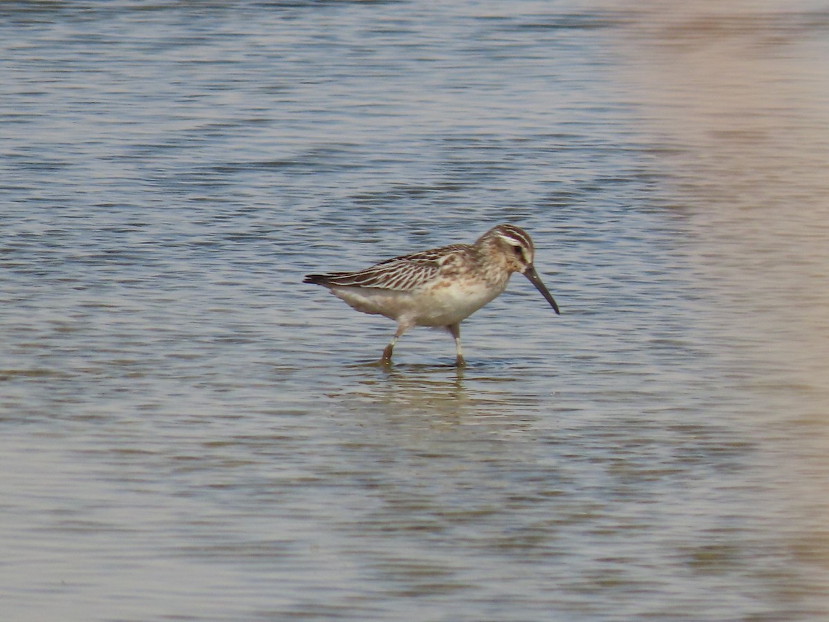 Broad-billed Sandpiper - ML370172491