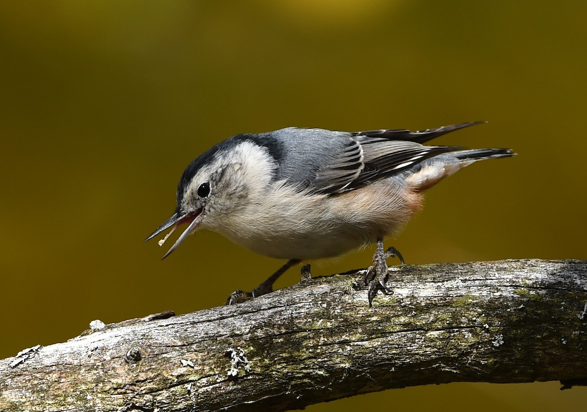 White-breasted Nuthatch - ML37017281