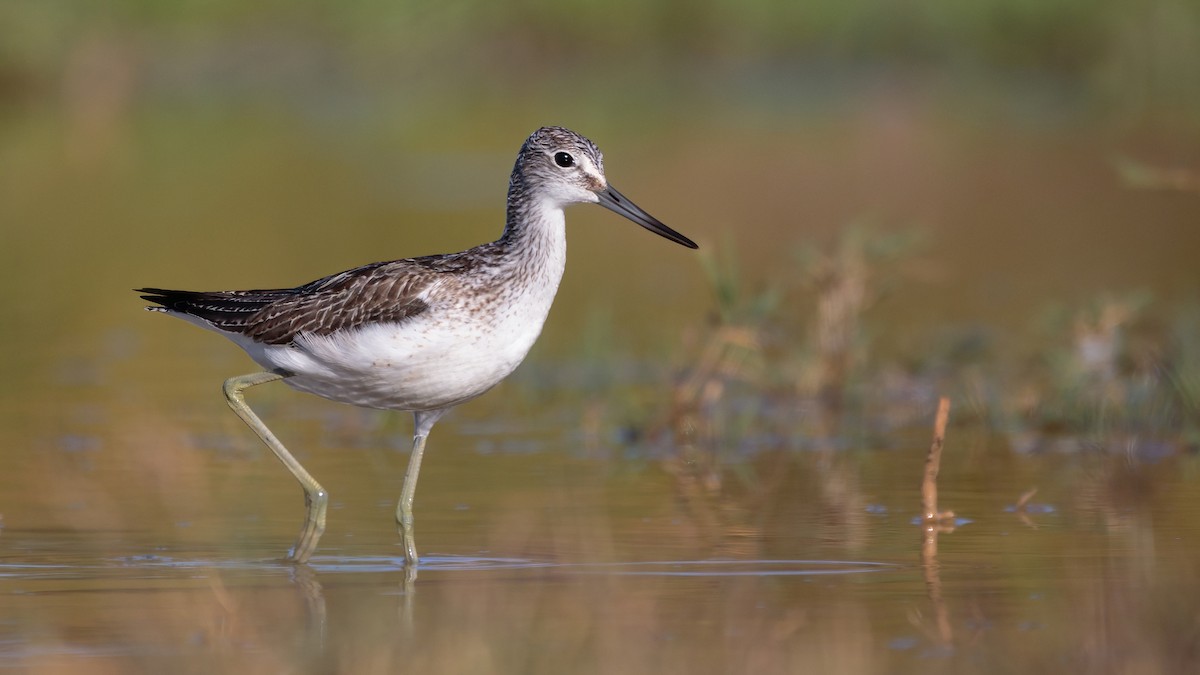 Common Greenshank - ML370174271