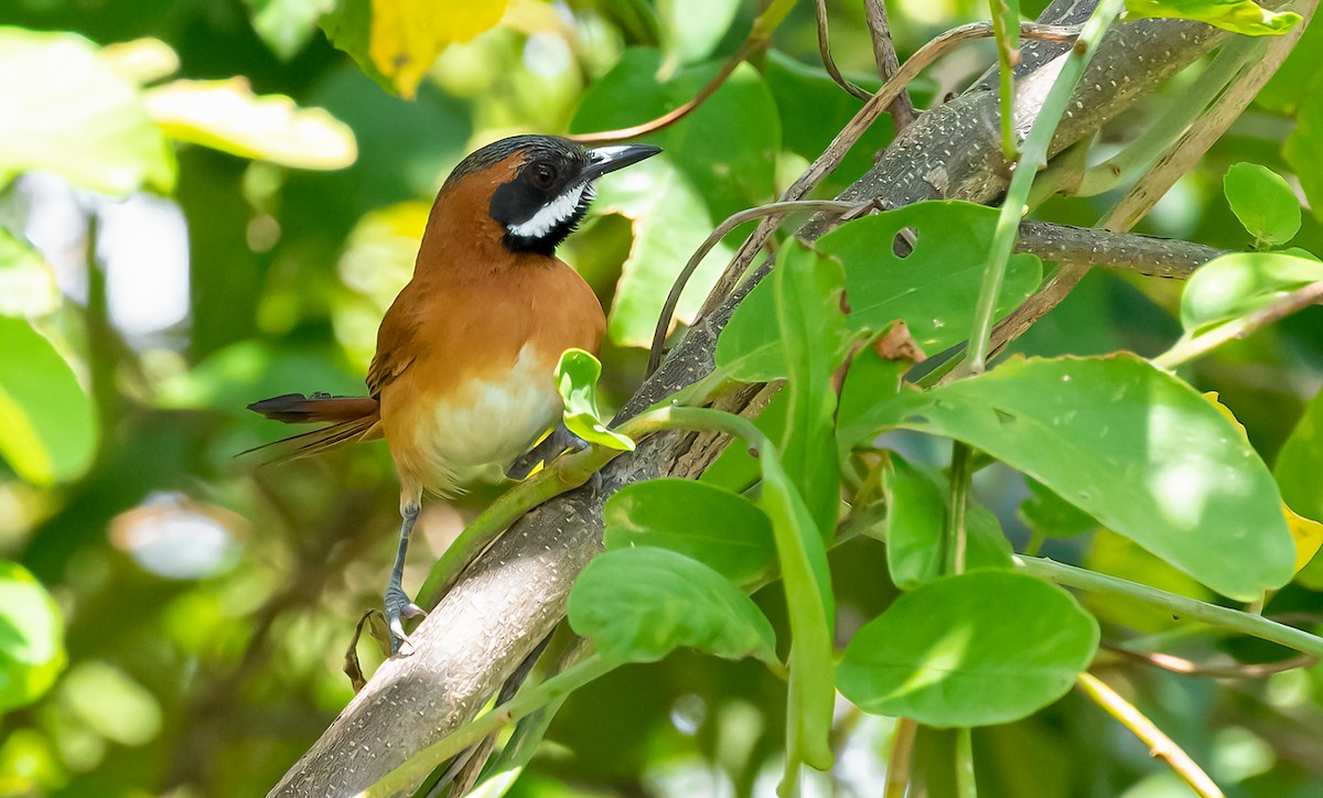 White-whiskered Spinetail - David Monroy Rengifo