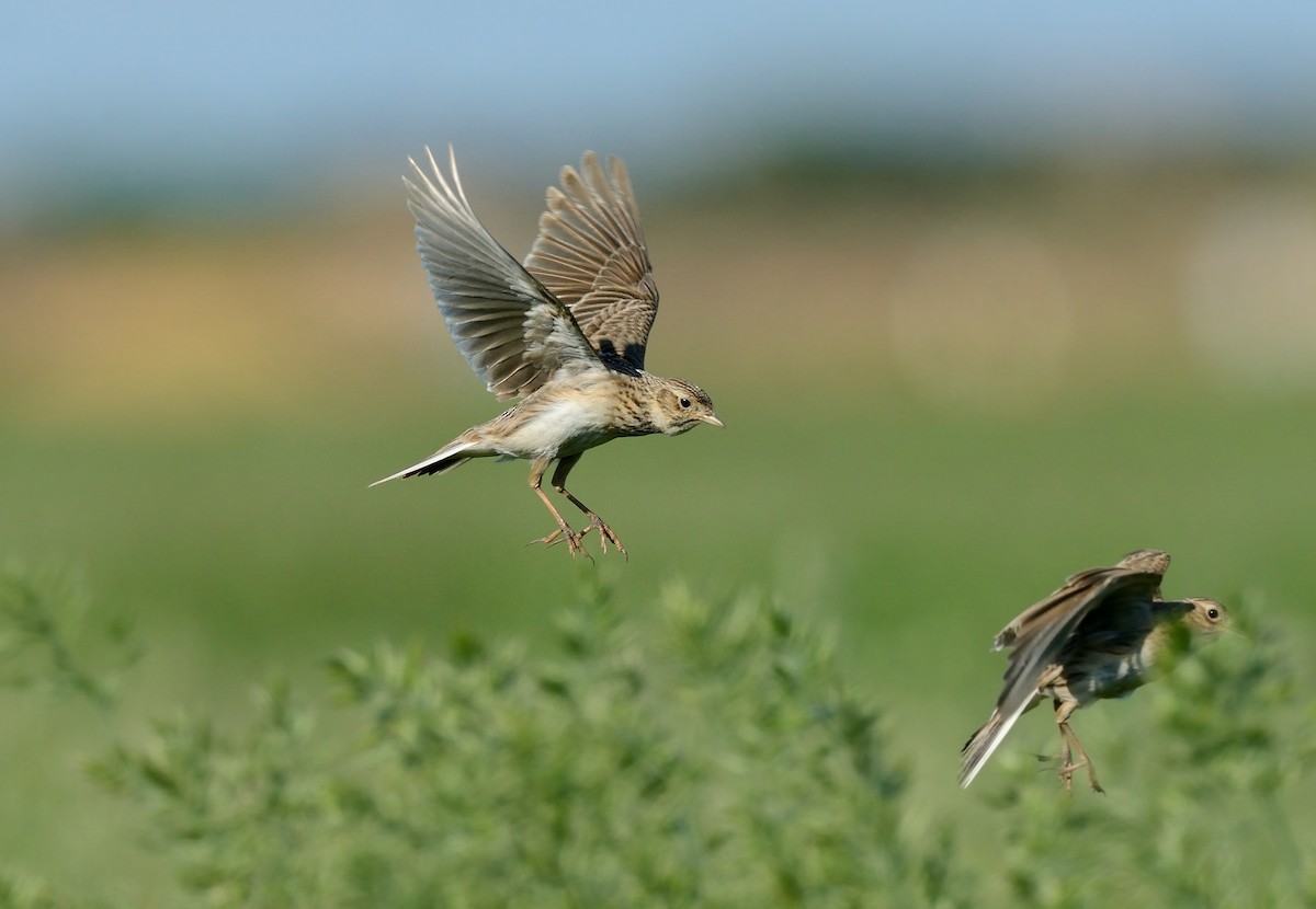 Eurasian Skylark - ML370176161