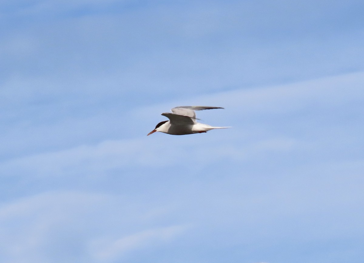 Common Tern - ML370179031