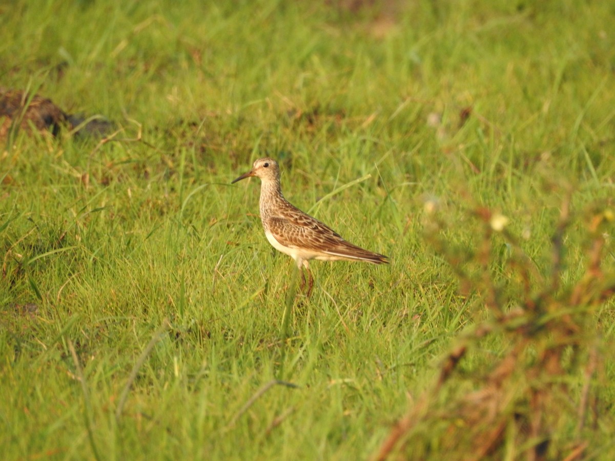 Pectoral Sandpiper - ML370179561