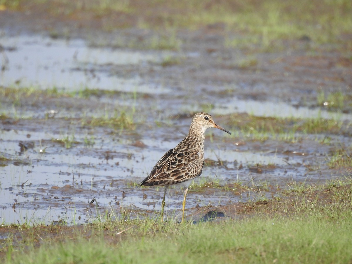 Bécasseau à poitrine cendrée - ML370179921