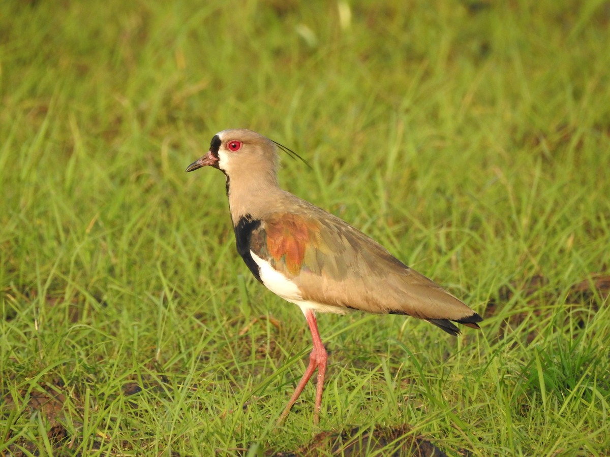 Southern Lapwing - Miguel Angel Montenegro Avila