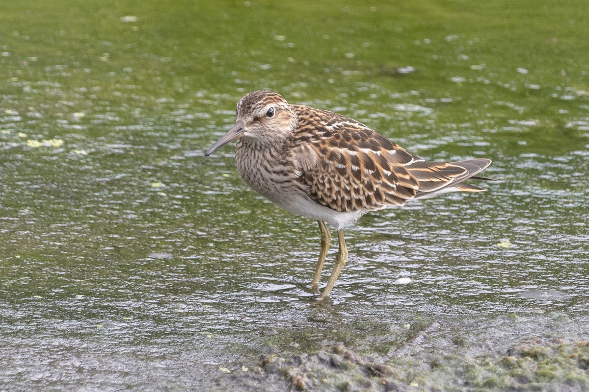 Pectoral Sandpiper - Oswaldo Hernández Sánchez