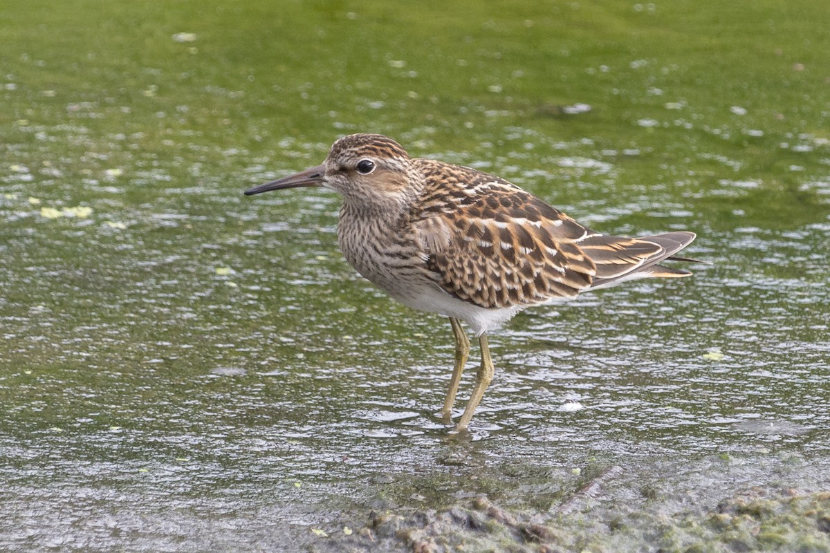 Pectoral Sandpiper - Oswaldo Hernández Sánchez