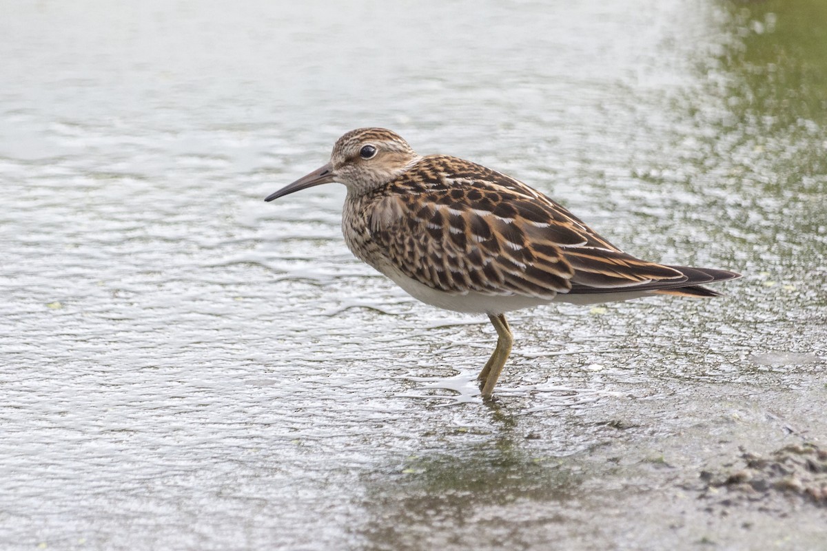 Pectoral Sandpiper - Oswaldo Hernández Sánchez