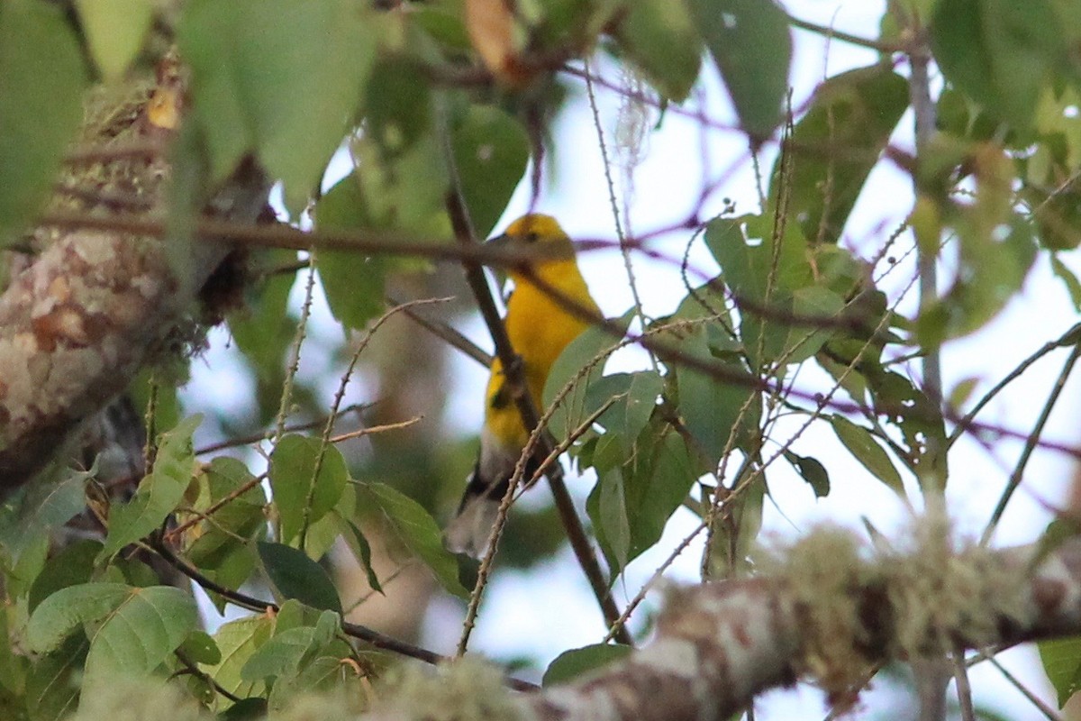 Cardinal à tête jaune - ML37018131