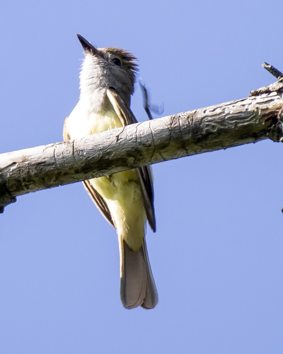 Great Crested Flycatcher - Naseem Reza