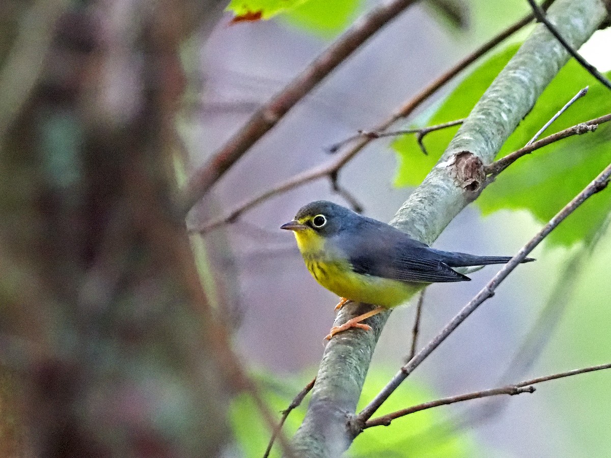 Canada Warbler - ML370181861