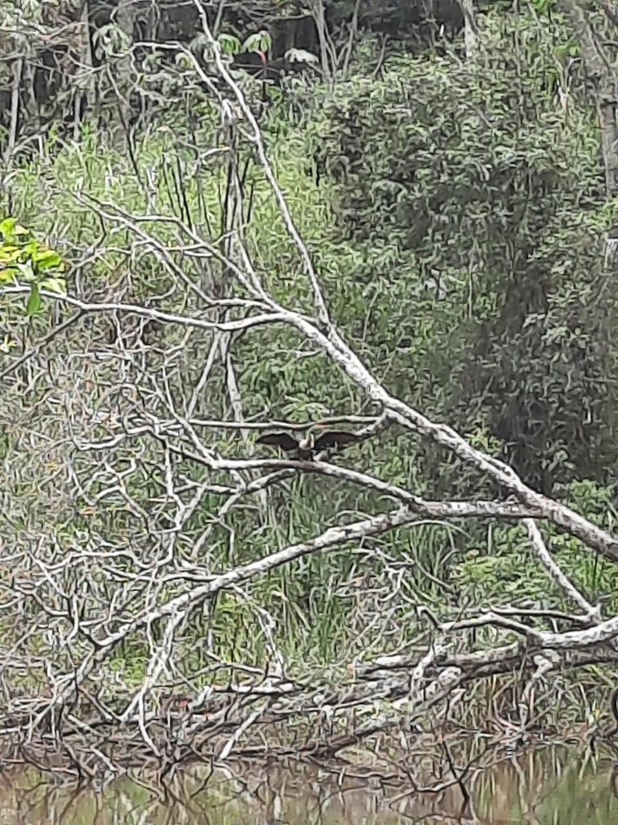 Anhinga d'Amérique - ML370181871