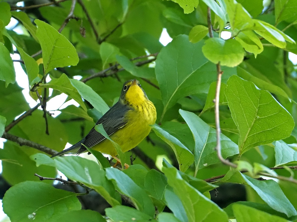 Canada Warbler - ML370181901