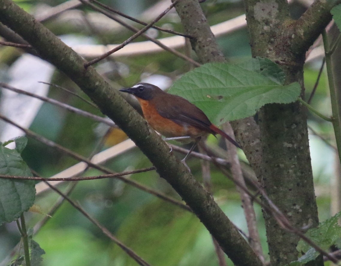 Mountain Robin-Chat (Highland) - Jacob C. Cooper