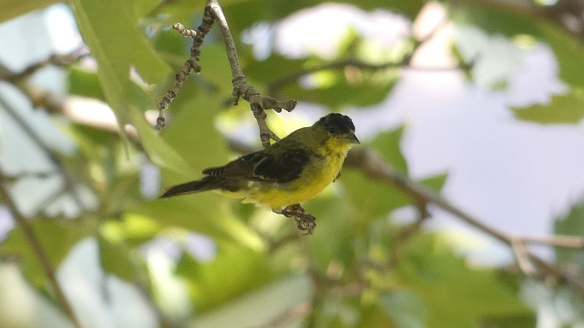 Lesser Goldfinch - ML370183831