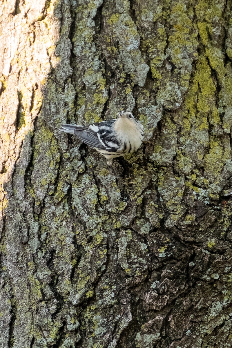 Black-and-white Warbler - ML370184051