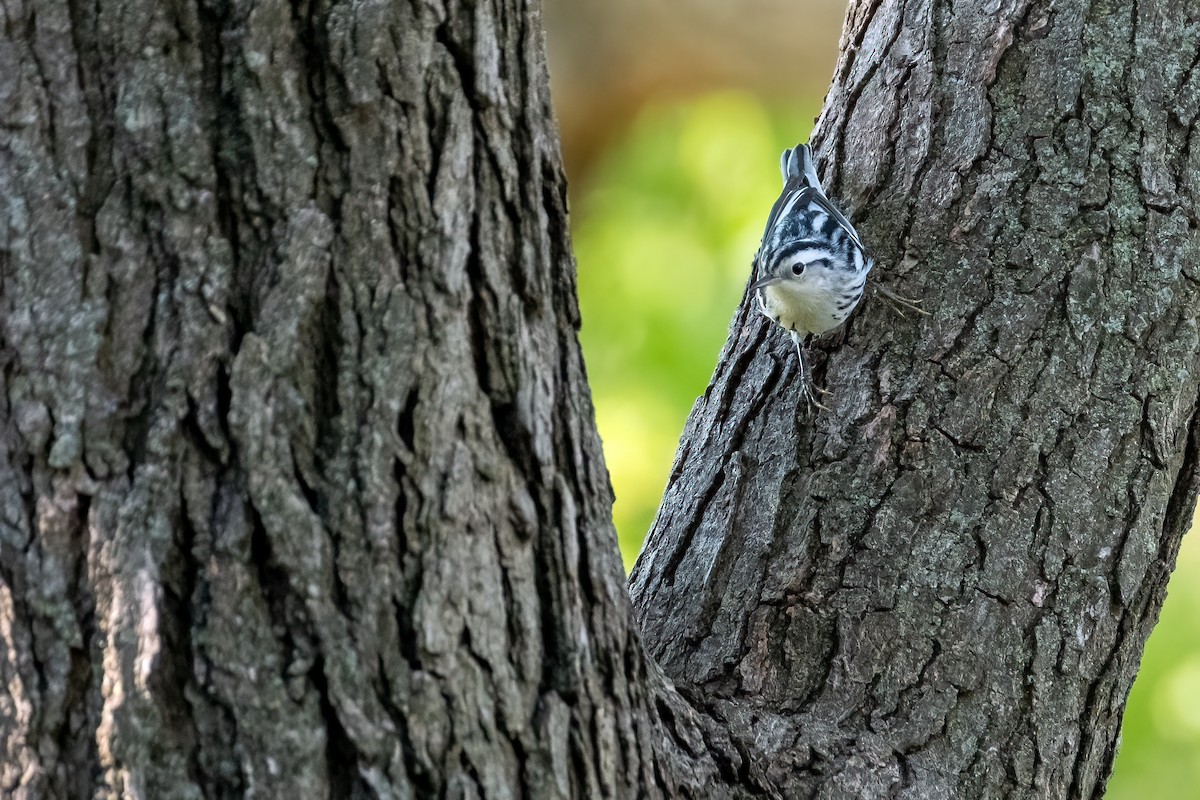 Black-and-white Warbler - ML370184061