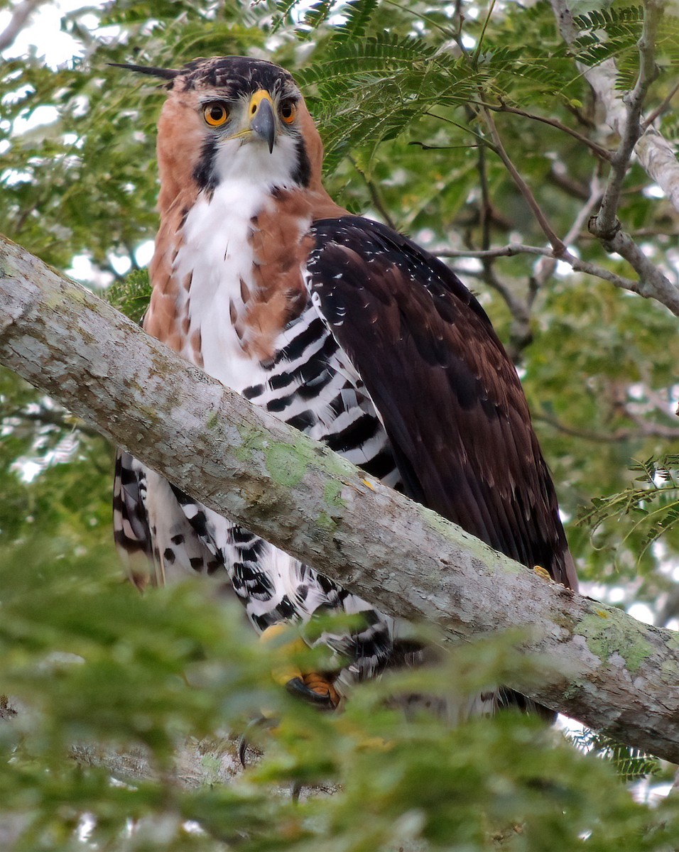 Águila Galana - ML370184171