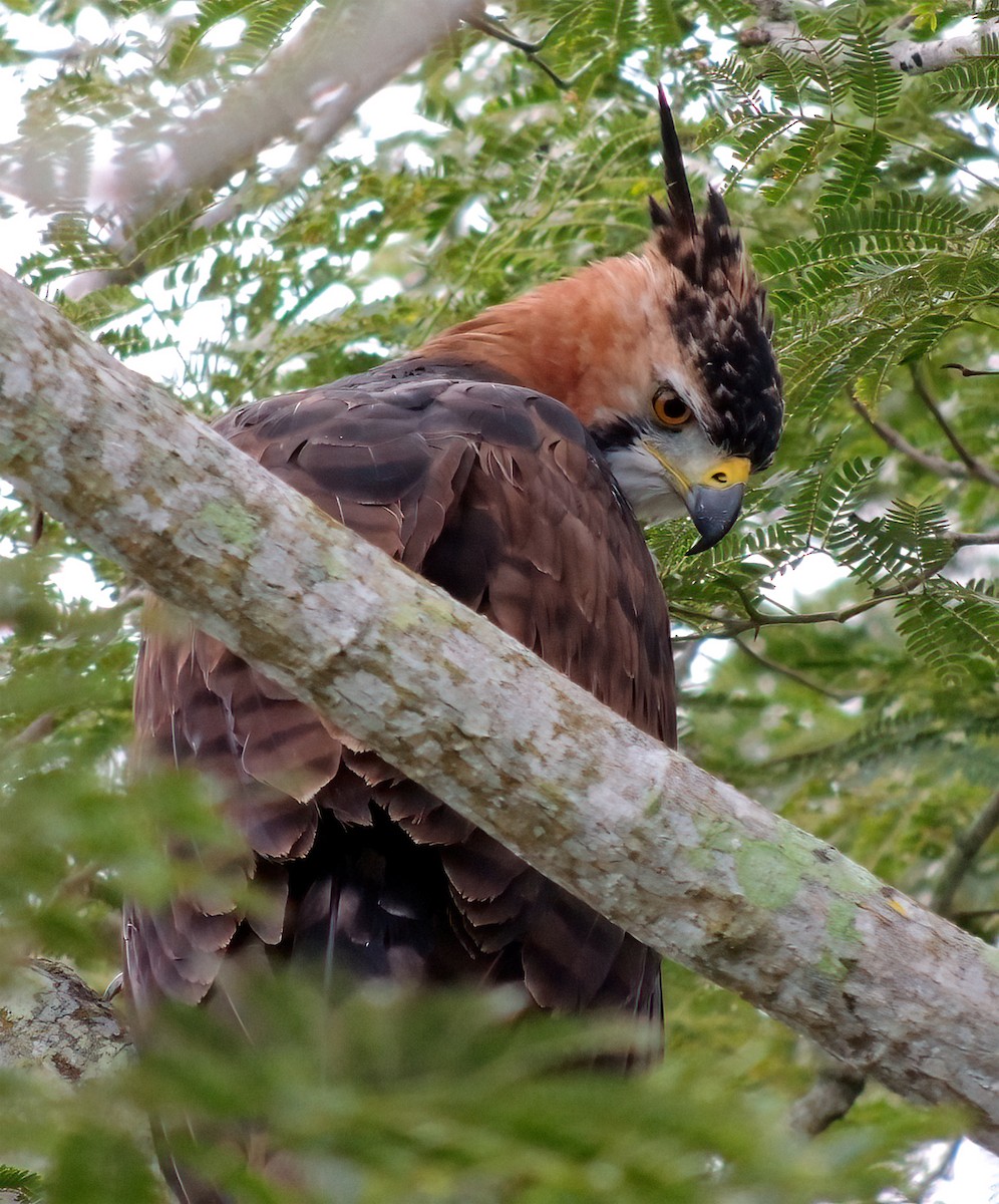 アカエリクマタカ - ML370184181