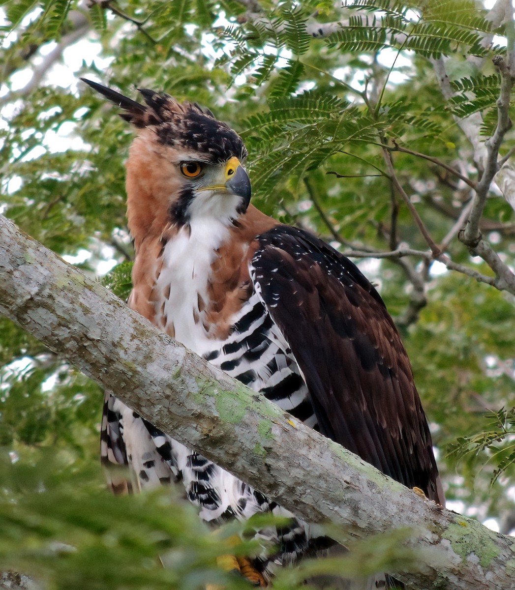 Águila Galana - ML370184191